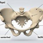 découvrez en 2025 tout ce que vous devez savoir sur le pubis : son anatomie, ses fonctions et son rôle dans le corps humain. une exploration approfondie pour mieux comprendre cette zone essentielle de notre anatomie.