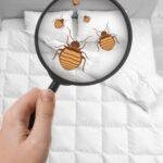 Punaises de lit : comment identifier et éliminer ces envahisseurs ?