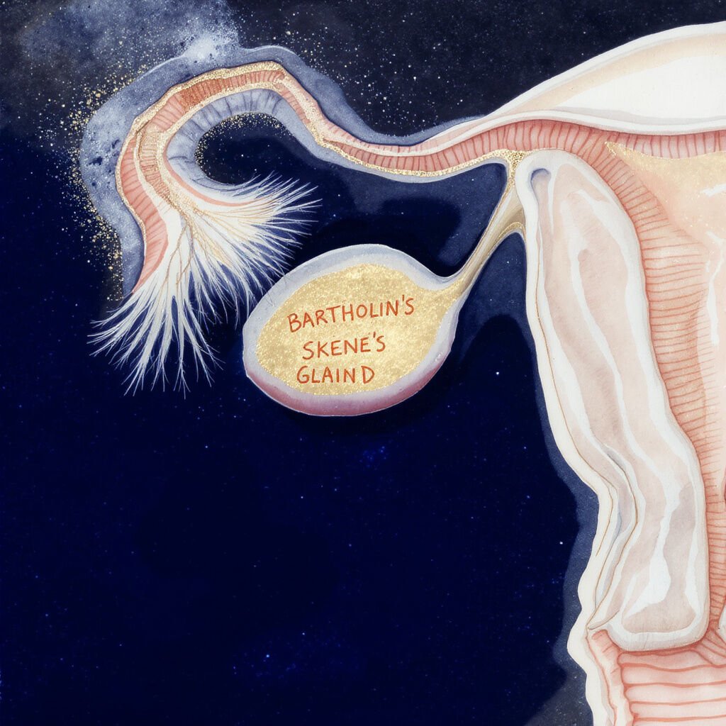 Découvrez tout ce qu'il faut savoir sur la cyprine, la sécrétion vaginale : rôle, composition, variations, utilité dans la sexualité et conseils pour une bonne santé intime.
