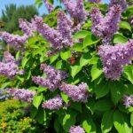 découvrez nos conseils pratiques pour cultiver et entretenir le lilas japonais en 2025. astuces, entretien et guide complet pour profiter pleinement de cet arbuste élégant dans votre jardin.